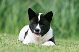 AKITA AMERICAIN 495